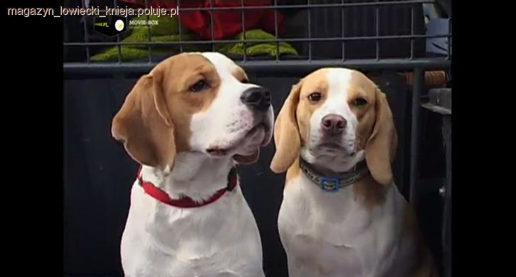 Beagle