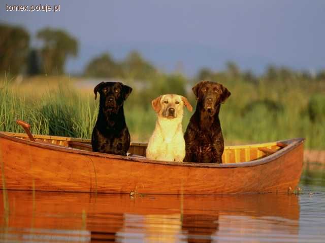 Labrador - Psy pracujące