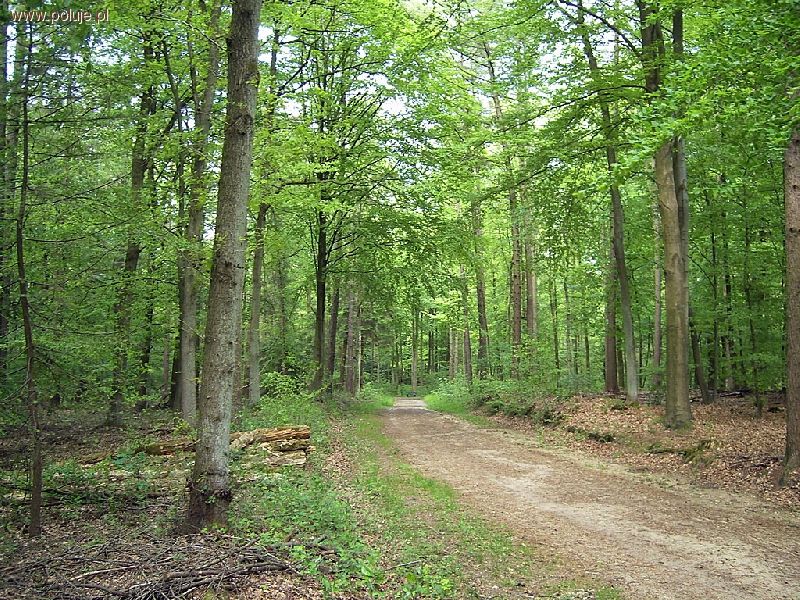 Moje Eldorado
