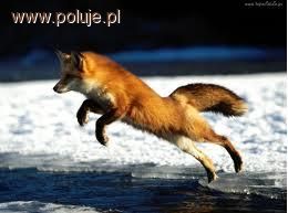 Polowanie na drapieżniki