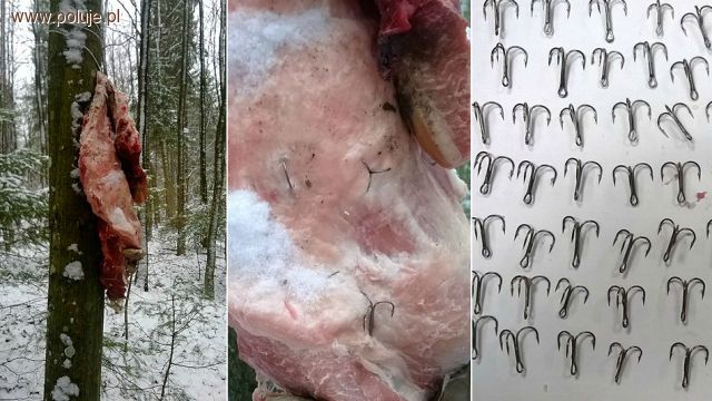 Bestialska pułapka na rysia: 80 haczyków w surowym mięsie