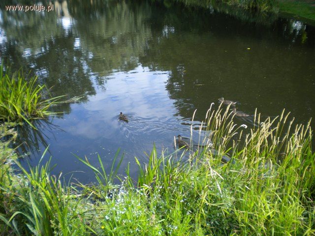 Kaczką w pysk