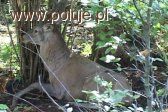 Myśliwiec z. pl – nowy program o myśliwych