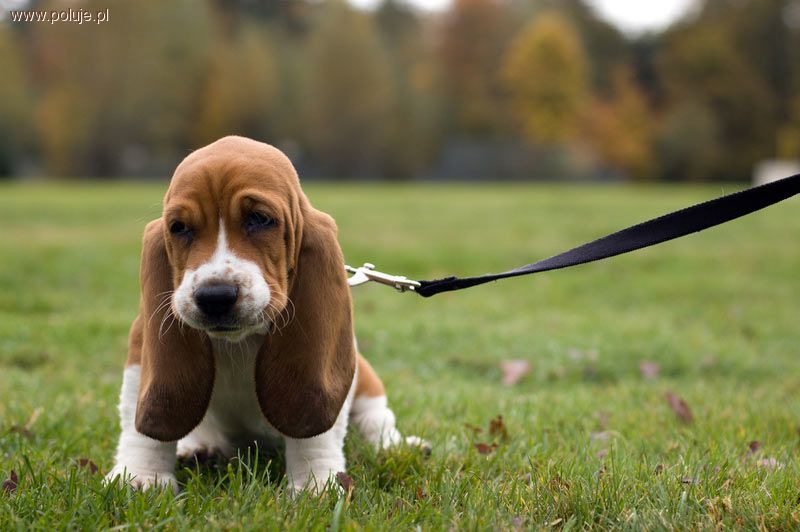 Basset Hound
