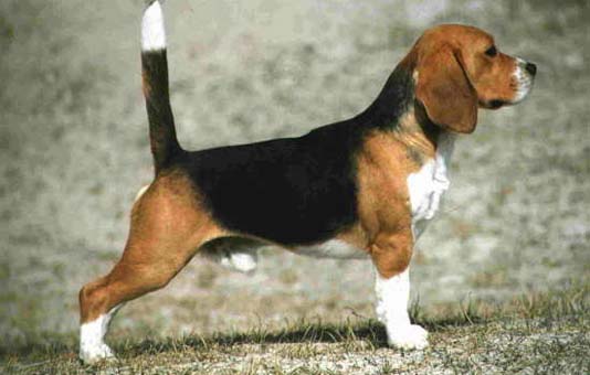 Beagle - pies rasy beagle 