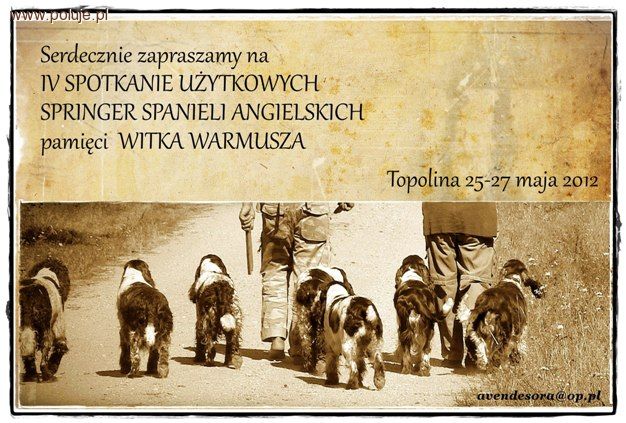 Springer Spaniele Angielskie – spotkanie wielbicieli springerów użytkowych