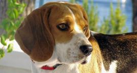 Zdjęcie przedstawia: Beagle pies myśliwski