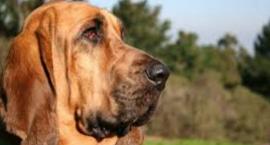 Zdjęcie przedstawia: Bloodhound - pies myśliwski
