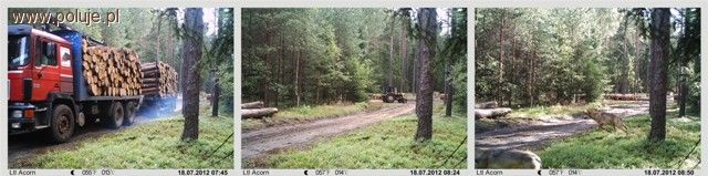 Wilki na Warmii i Mazurach