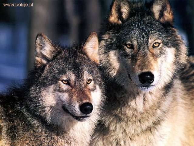 Wilki w Polsce - polski wilk