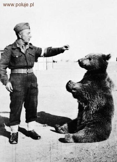 Niedźwiedź Wojtek - niezwykły żołnierz Armii Andersa