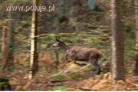 Polowanie w obwodzie 157