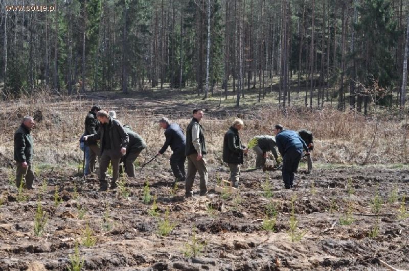 Posadzimy 4 tysiące hektarów lasu