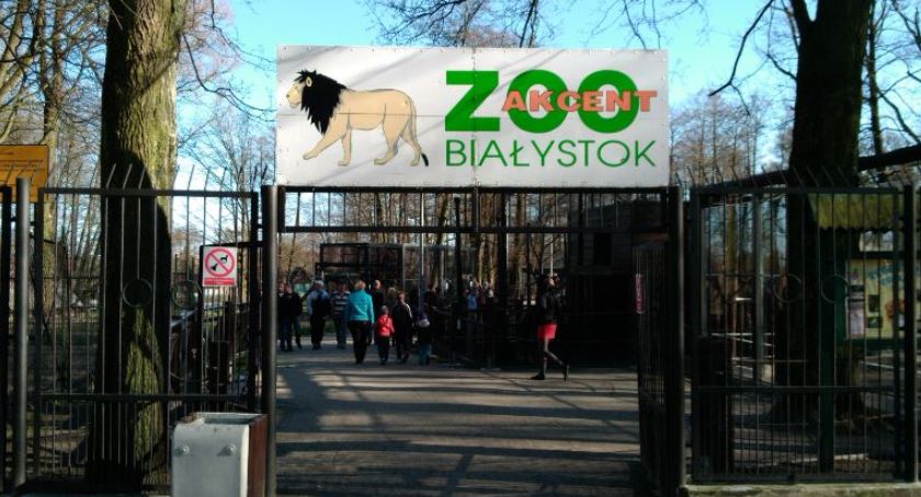 Do Akcentu ZOO można pójść już dziś, do Schroniska dla Zwierząt od czerwca