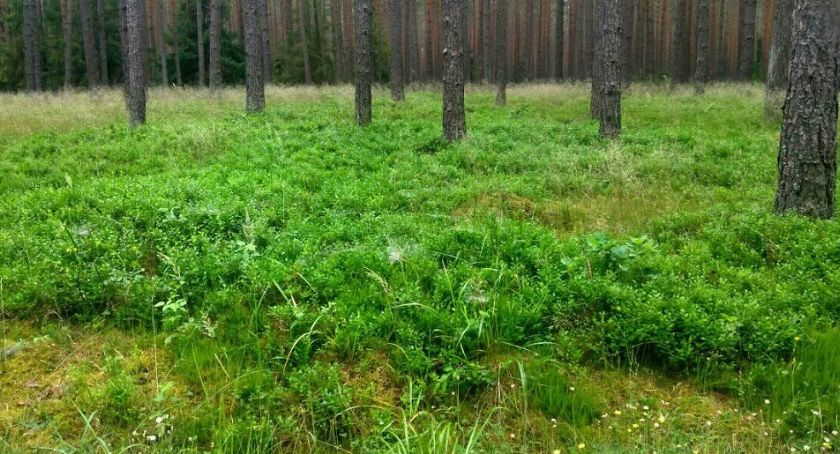 Trwa sezon na jagody. Idąc do lasu bądźcie rozważni