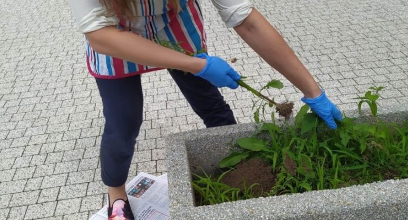 W Choroszczy można zaadoptować zieleń. To projekt inspirowany pomysłami mieszkańców
