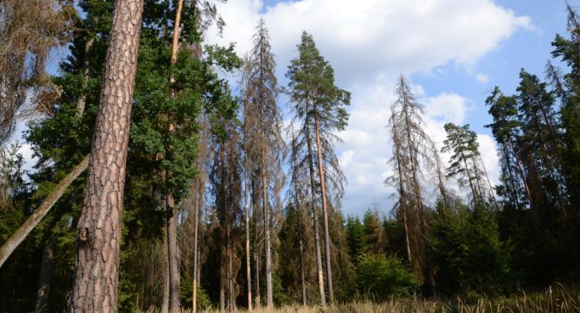 W pięciu nowych nadleśnictwach będzie realizowany projekt ochrony gatunków i siedlisk przyrodniczych