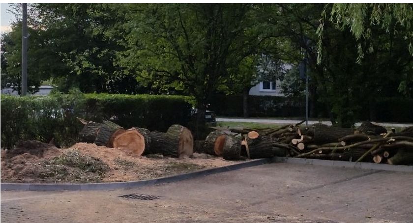 Z białostockich osiedli znika coraz więcej drzew
