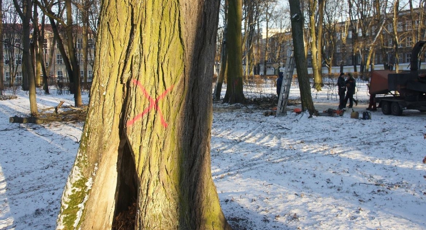Te drzewa były ponoć w złym stanie, więc je wycięto
