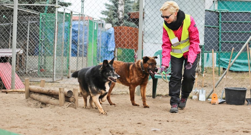 To  był najlepszy rok w schroniusku dla zwierząt