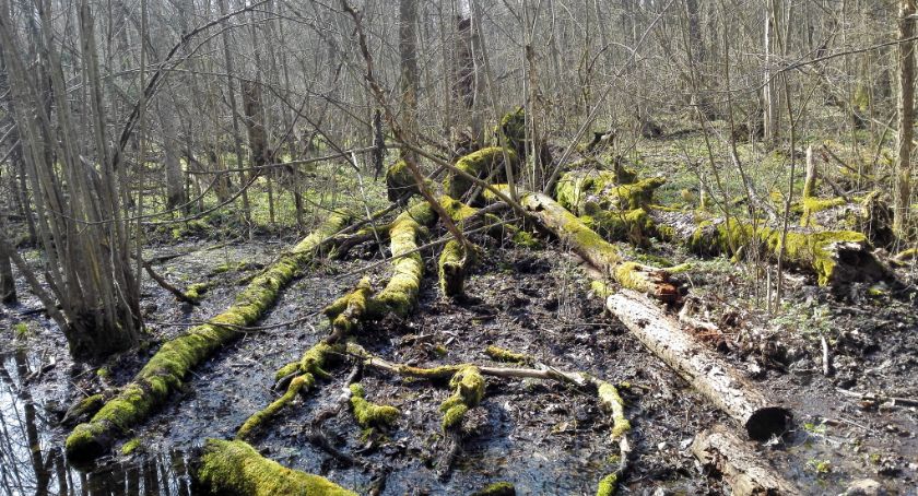 Puszcza Białowieska jako dziedzictwo UNESCO. Ruszają prace nowego planu dla Puszczy