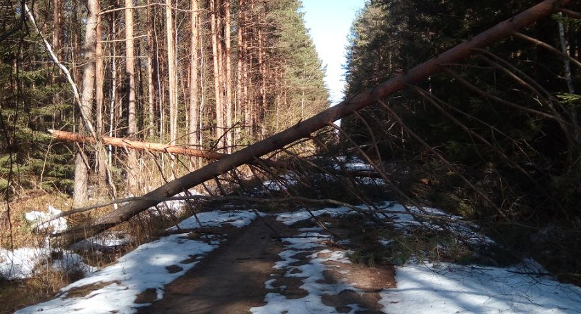 Nadleśnictwo Browsk usuwa drzewa zagrażające bezpieczeństwu na szlakach turystycznych