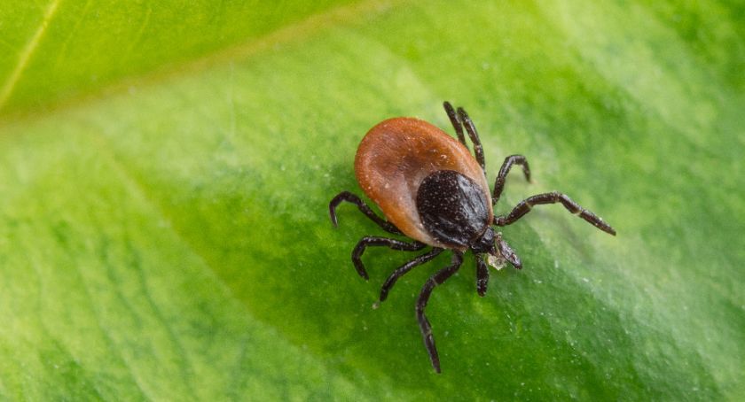 Jeszcze epidemia koronawirusa się nie skończyła, a już kleszcze są w natarciu