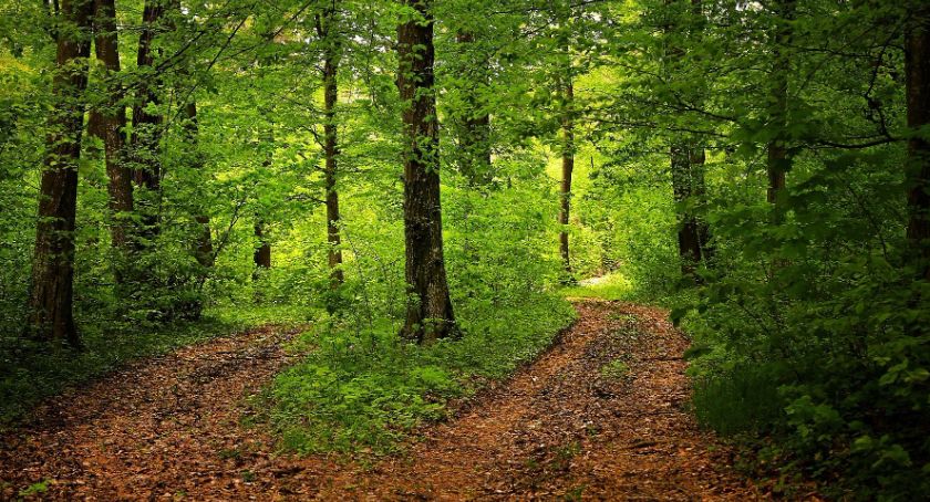 Kleszcze są bardzo aktywne i groźne
