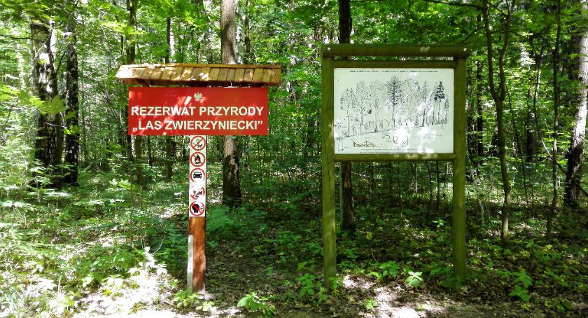 Kolejne podejście do budowy mostku w rezerwacie Las Zwierzyniecki