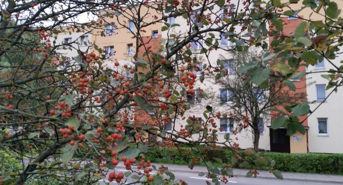 Tracimy zieleń Białymstoku. Spółdzielnie mieszkaniowe składają dużo wniosków o usunięcie drzew