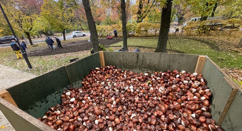 Aż 12 tysięcy cebulek wsadzonych w glebę. Wiosną będą z nich piękne tulipany