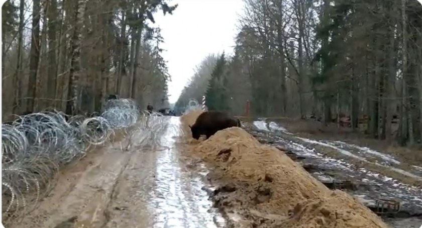 Straż Graniczna czeka ze słodkimi jabłuszkami na „migrantów” z Białorusi [FILM]