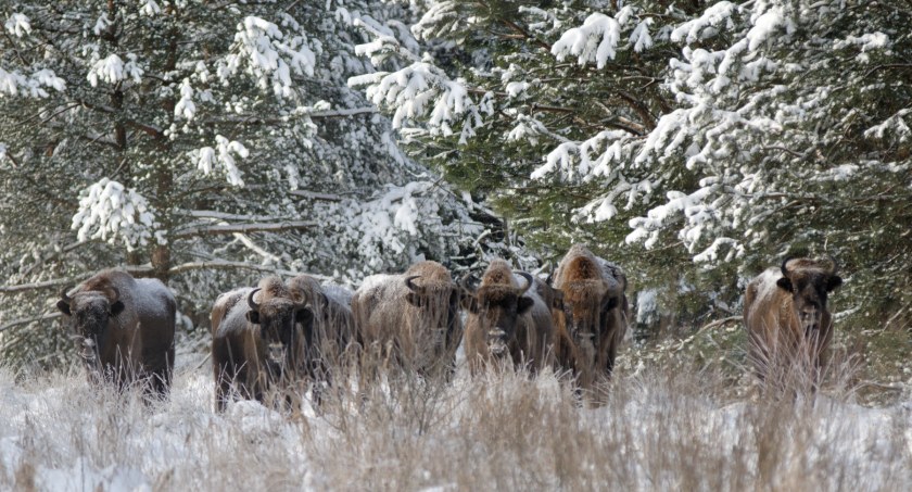 Do końca roku ma powstać zintegrowany plan zarządzania polską częścią Białowieża Forest