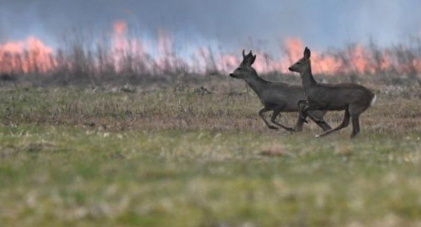 Wypalanie traw jest karalne. Strażacy tymczasem już alarmują o pierwszych ofiarach wypalania traw
