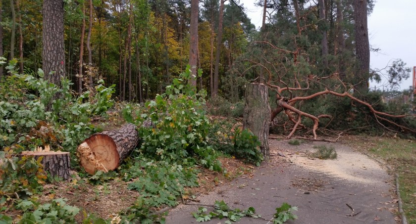 Białostocki magistrat sprzedał drzewo opałowe. Został zaskoczony podwójnie