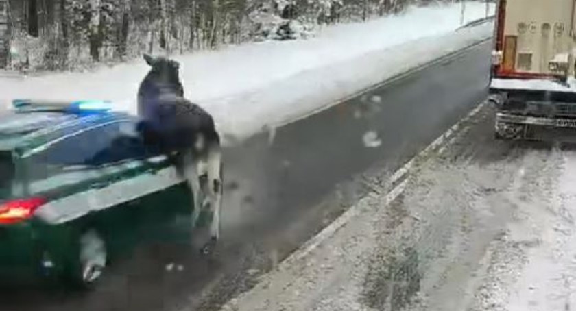 Celnicy jechali na sygnałach do przejścia granicznego. Na ich dachu wylądował łoś