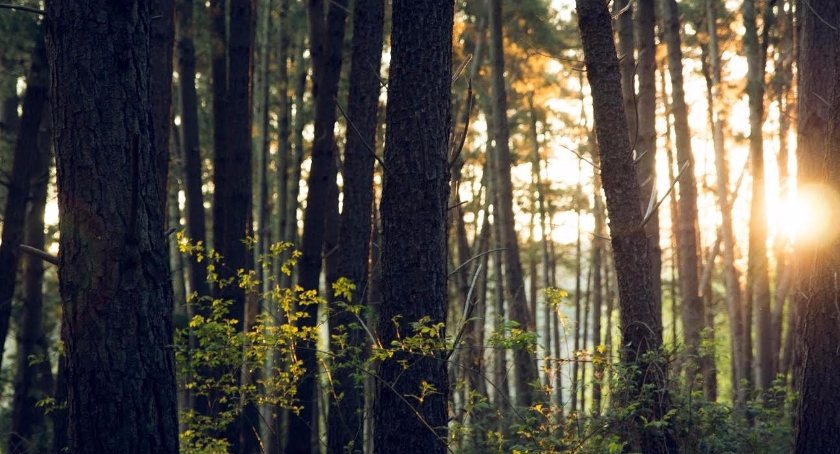 Ochrona lasów gwarancją czystego powietrza