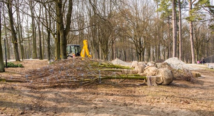 Białystok będzie nasadzał drzewa