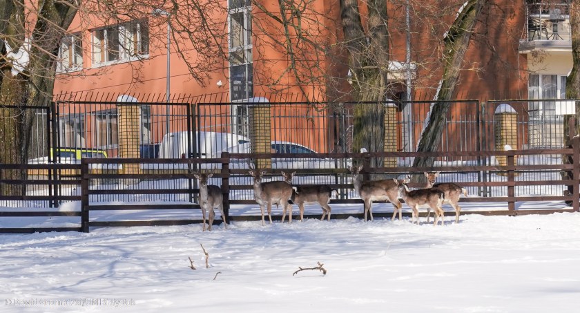 Uczniowie z białostockich szkół zebrali ponad półtorej tony żołędzi dla zwierząt z Akcentu ZOO
