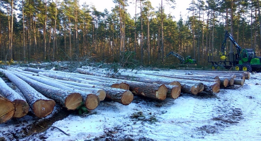 Wycięto las nad Rospudą