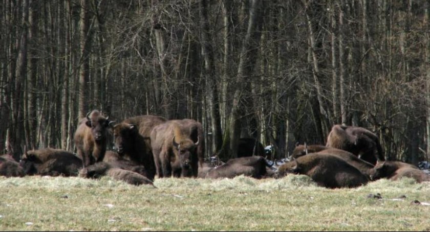 Żubry z Puszczy Białowieskiej zostały policzone