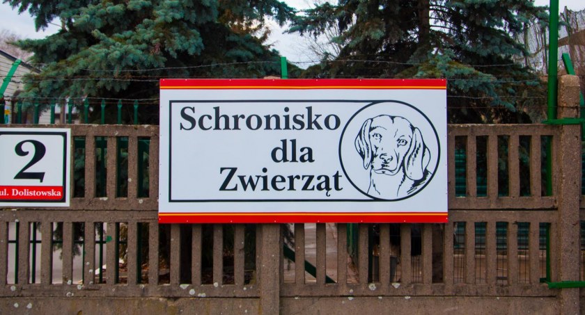 Wolontariusze z białostockiego schroniska zapraszają na PSAcer z Jajem!