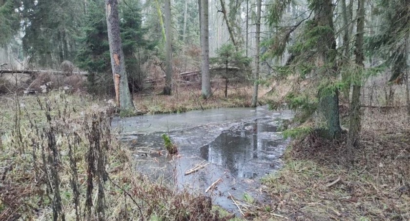 Strabla – nowy rezerwat na terenie nadleśnictwa Bielsk