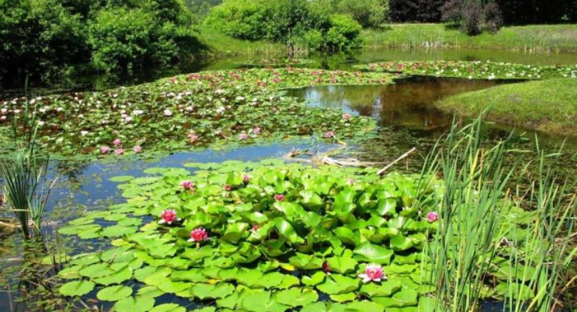 Można już ponownie odwiedzać Arboretum w Kopnej Górze