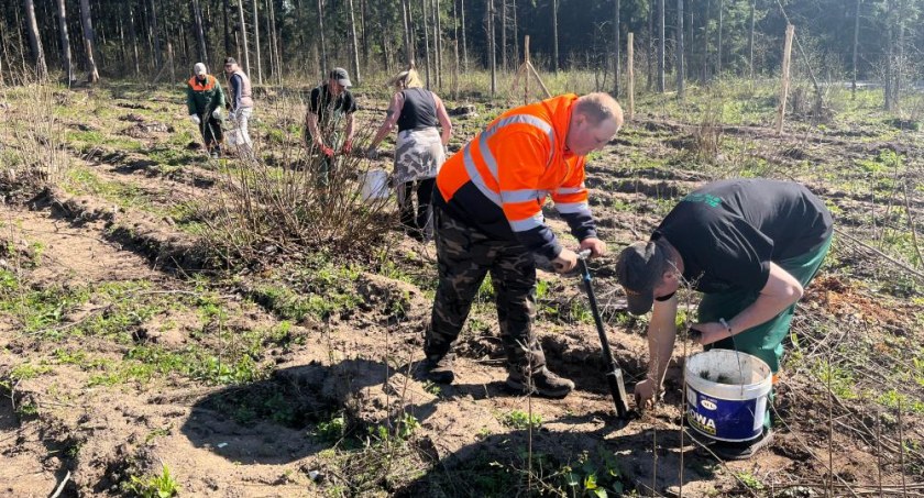 Nowe pokolenie drzew właśnie jest nasadzane. Leśnicy w całym kraju przystąpili do odnawiania terenów leśnych