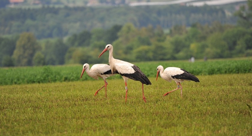 Bociany nas opuszczają. Wcześniej niż zwykle