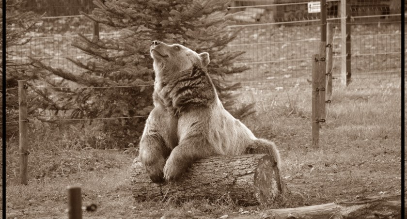 Akcent ZOO ma jednego mieszkańca mniej. Nie żyje niedźwiedź Grześ