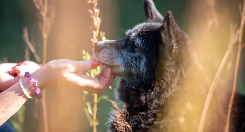 Listopad jest dobrym miesiącem na adopcję seniora