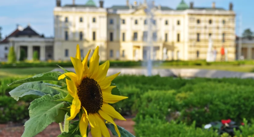 Na wiosnę mają nas zachwycać kwiaty w Białymstoku