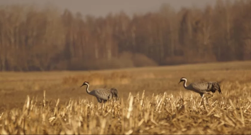 Klangor żurawi słychać już w Puszczy Augustowskiej. To pierwszy znak wiosny